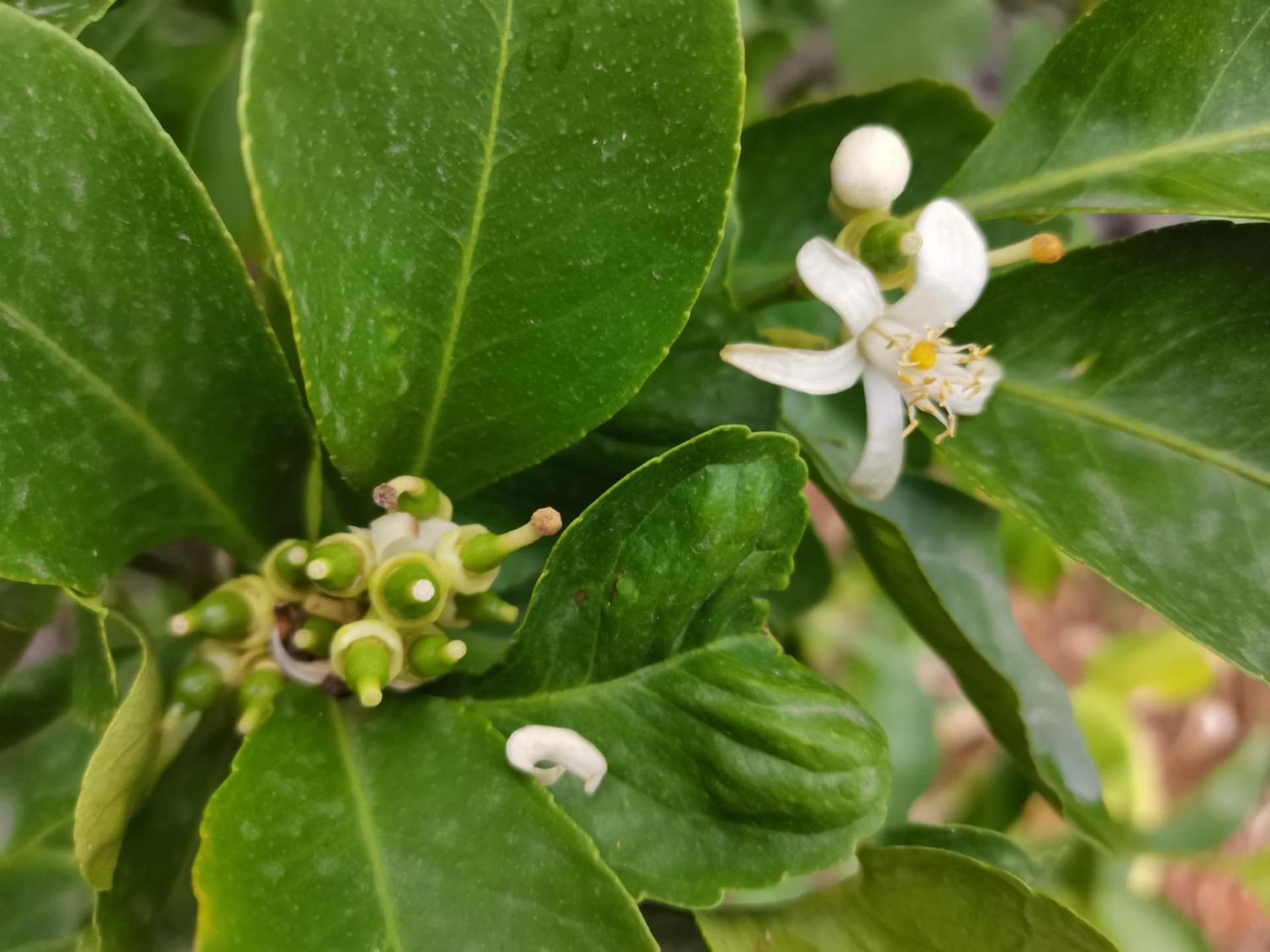 Profumo Di Zagara Acireale Villa Ngoại thất bức ảnh